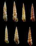 Bittium reticulatum